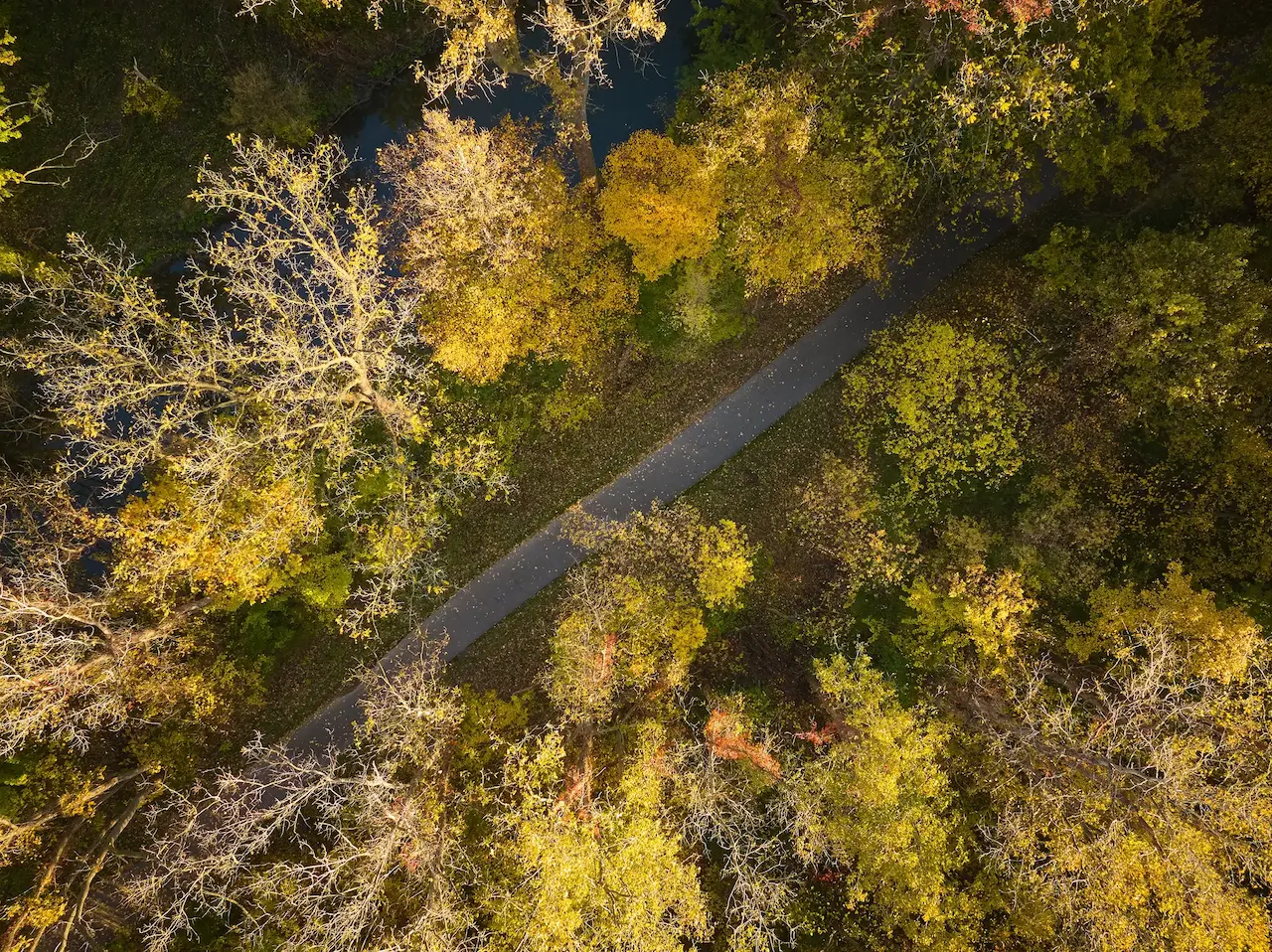 Autumn trees with yellow leaves surround a narrow pathway, viewed from above, in a forested area. The surrounding environment includes patches of grass and a small stream.